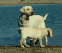 A dog in Grabill, IN