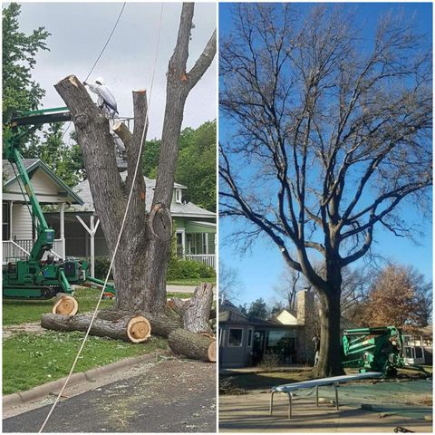 professional tree removal