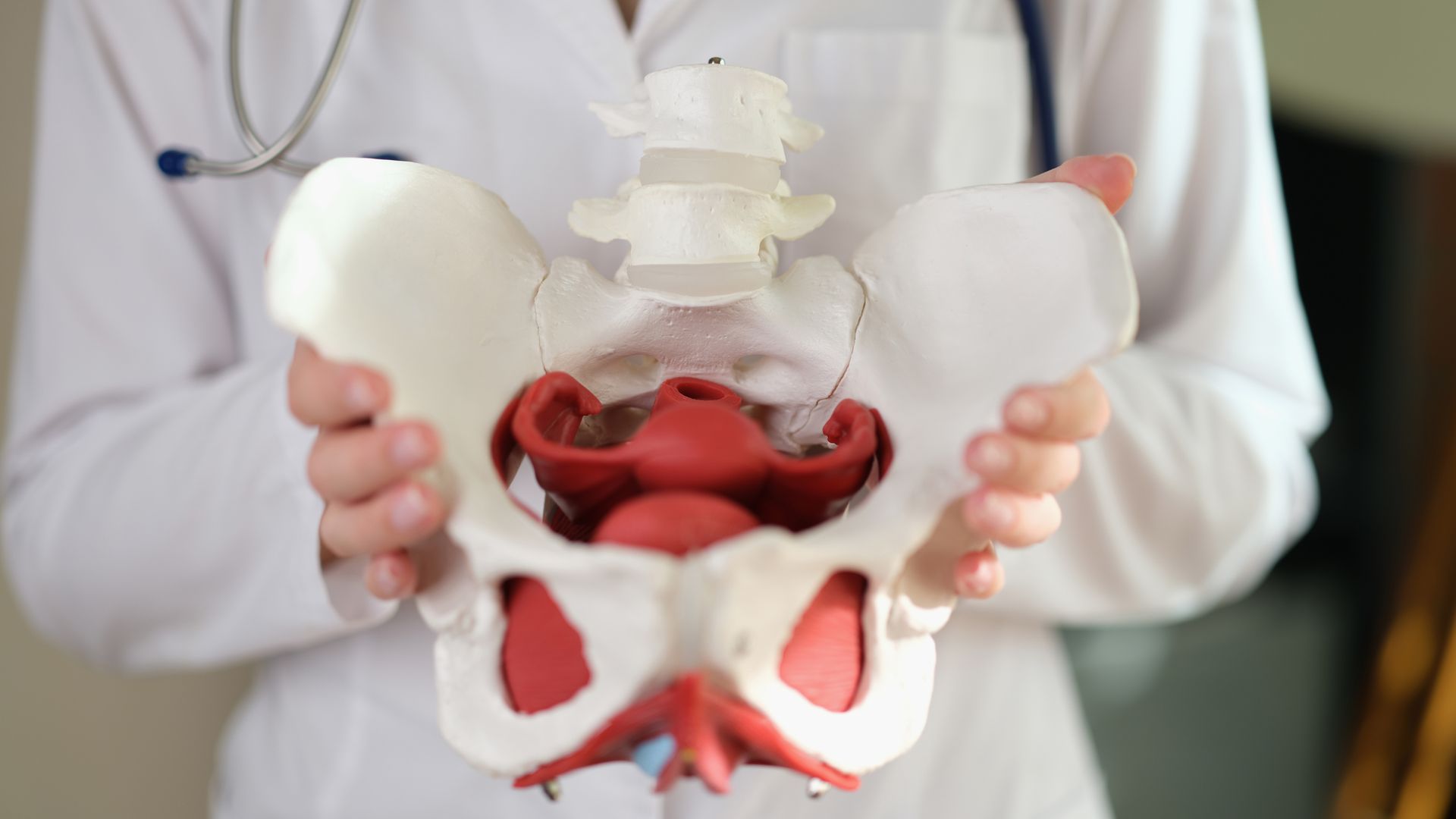 A doctor is holding a model of a female pelvis.