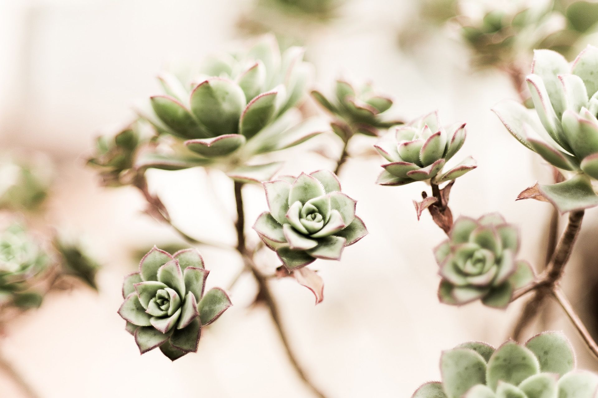 Edison Funeral Home | Independence, WI