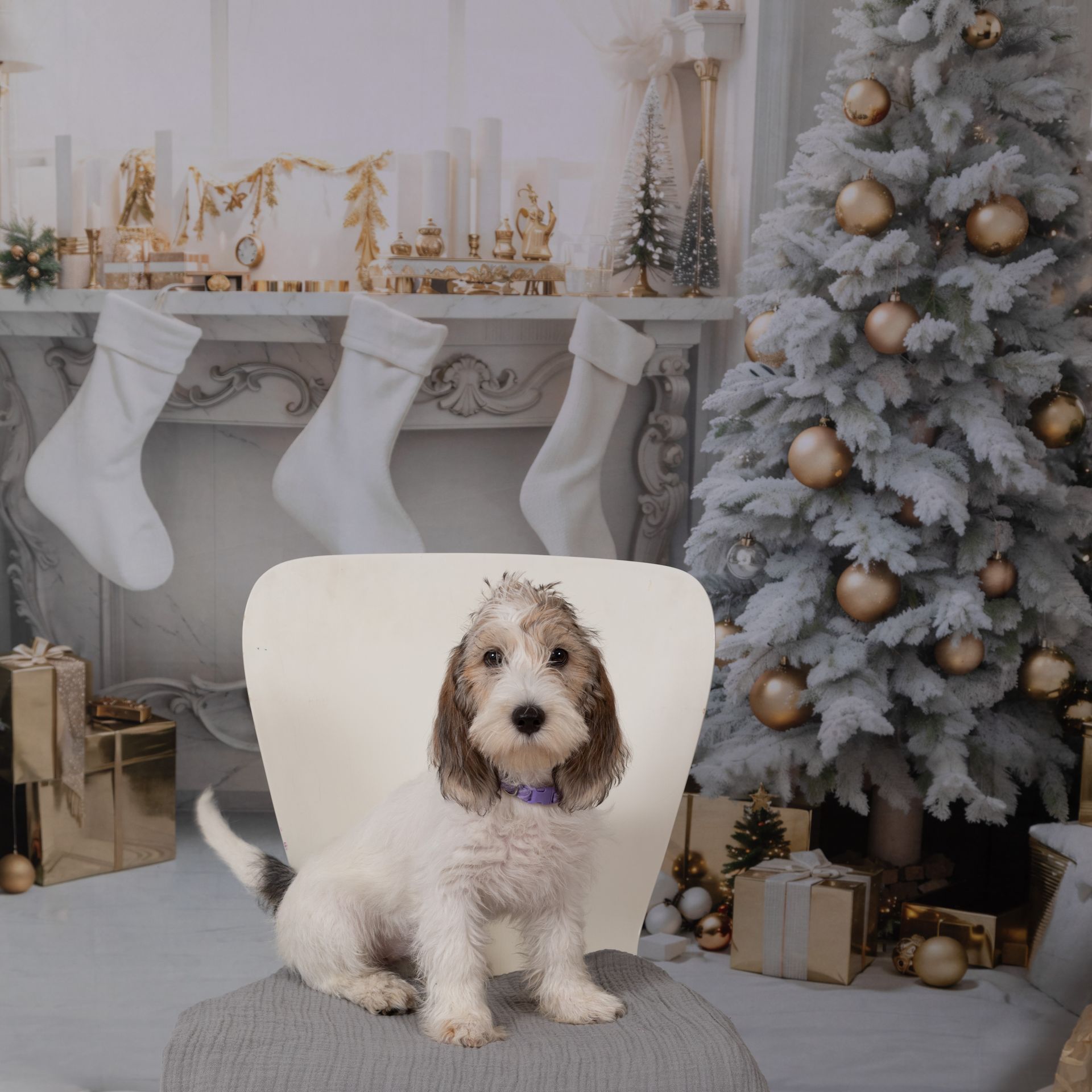 Family dog holiday  portrait  in front of white hearth and mantle