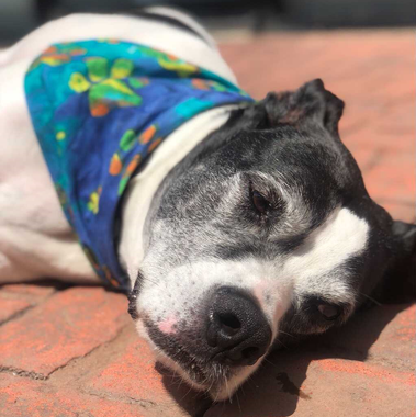 Dog on bed — Pets in Alpharetta, GA
