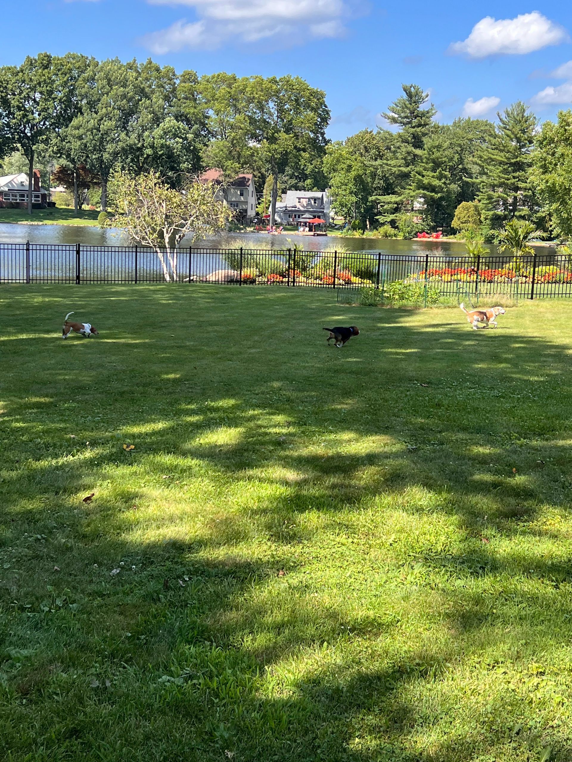 A dog is walking on a lush green lawn in a park.