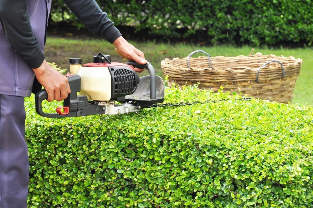 A Man is Cutting a Hedge With a Gas Powered Hedge Trimmer — Urunga Chainsaw and Mower in Urunga, NSW