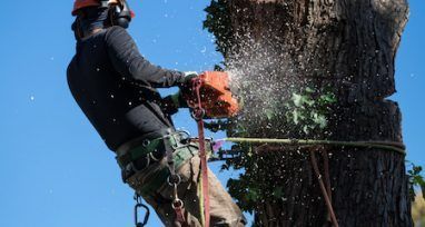 Stihl Arborist Chainsaws — Urunga Chainsaw and Mower in Urunga, NSW