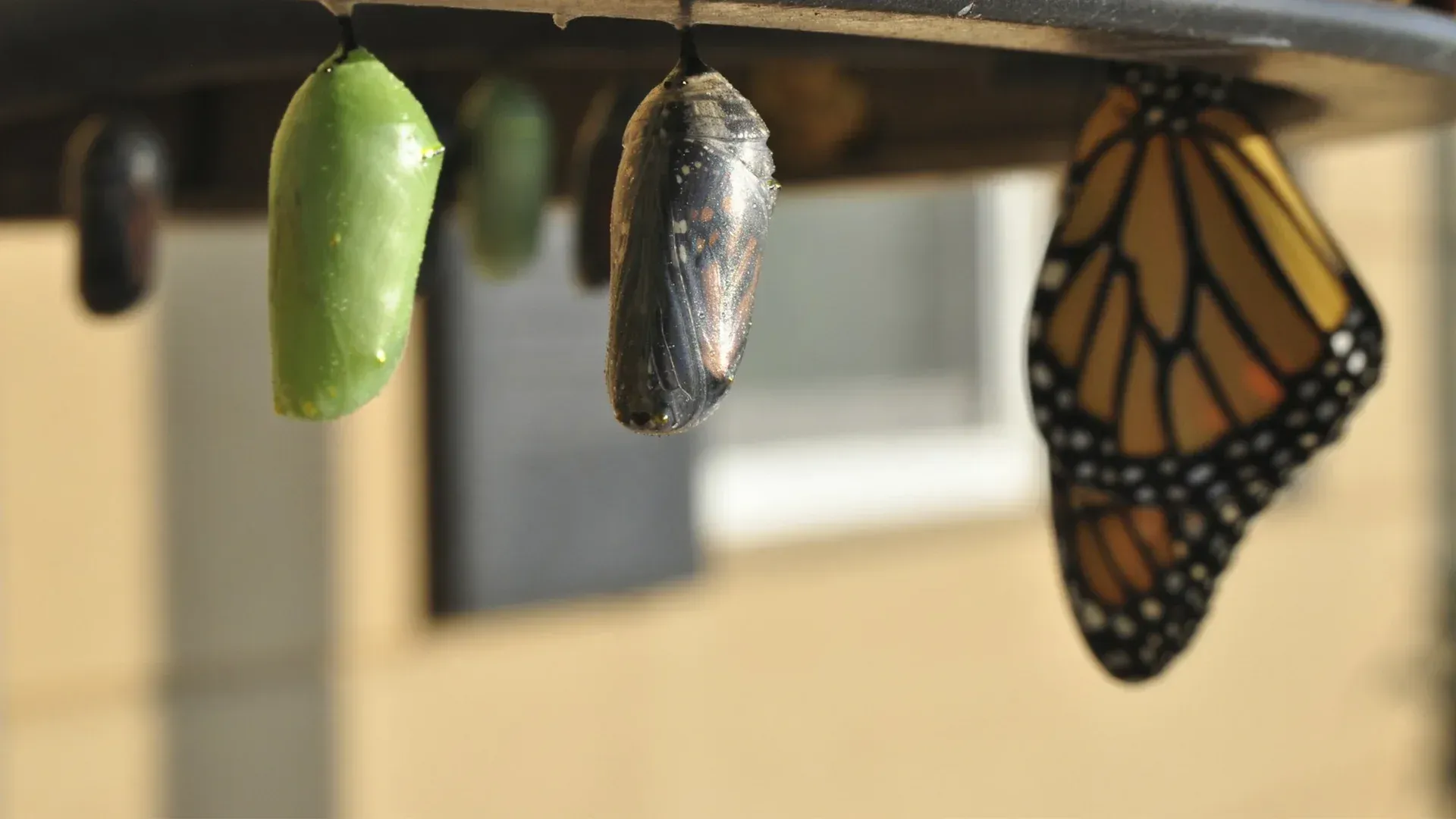 Monarch butterfly emerging from chrysalis, next to hanging chrysalises in varying stages of development.