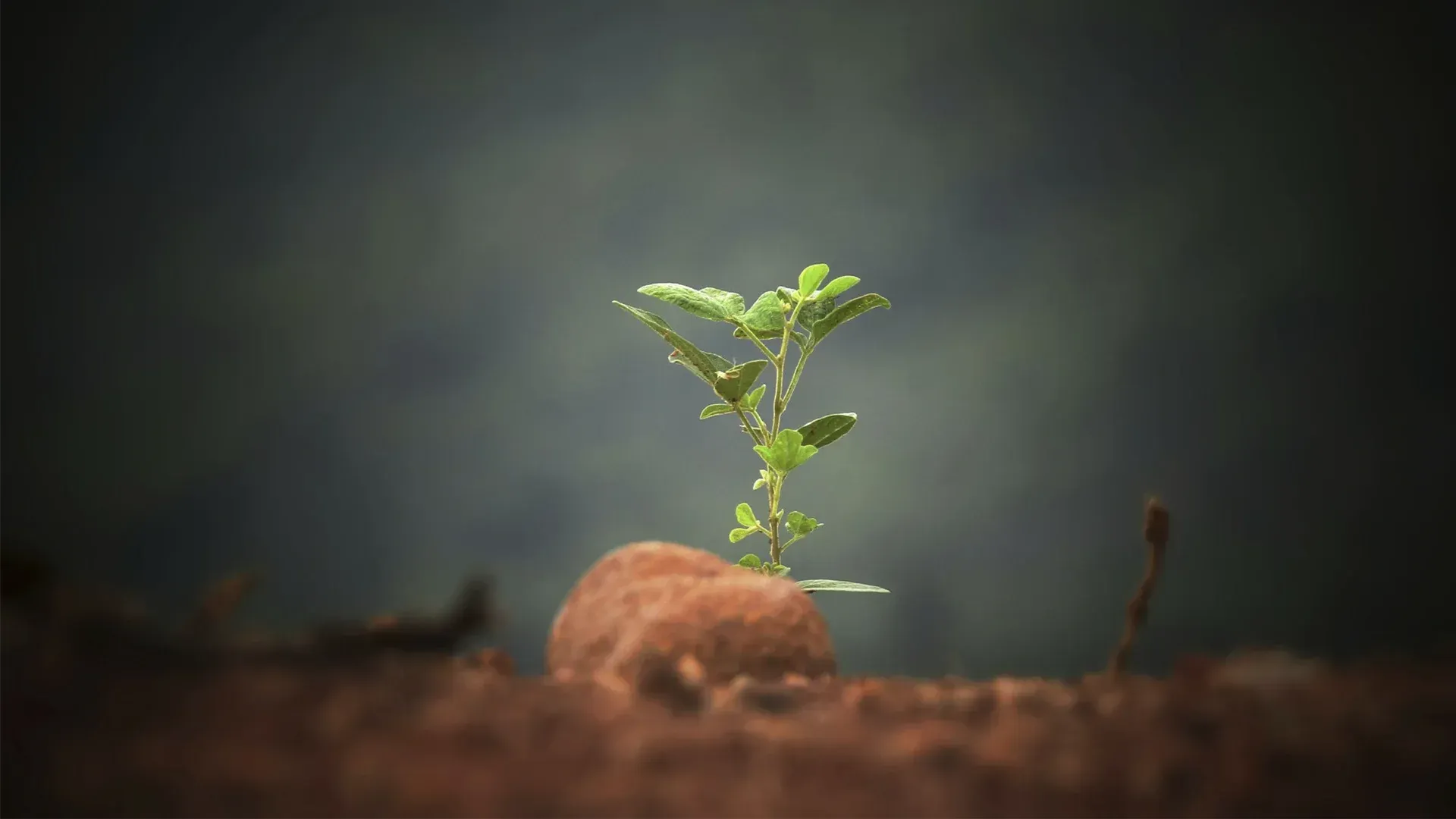 A small green plant growing from a brown mound in a blurry, dark setting.