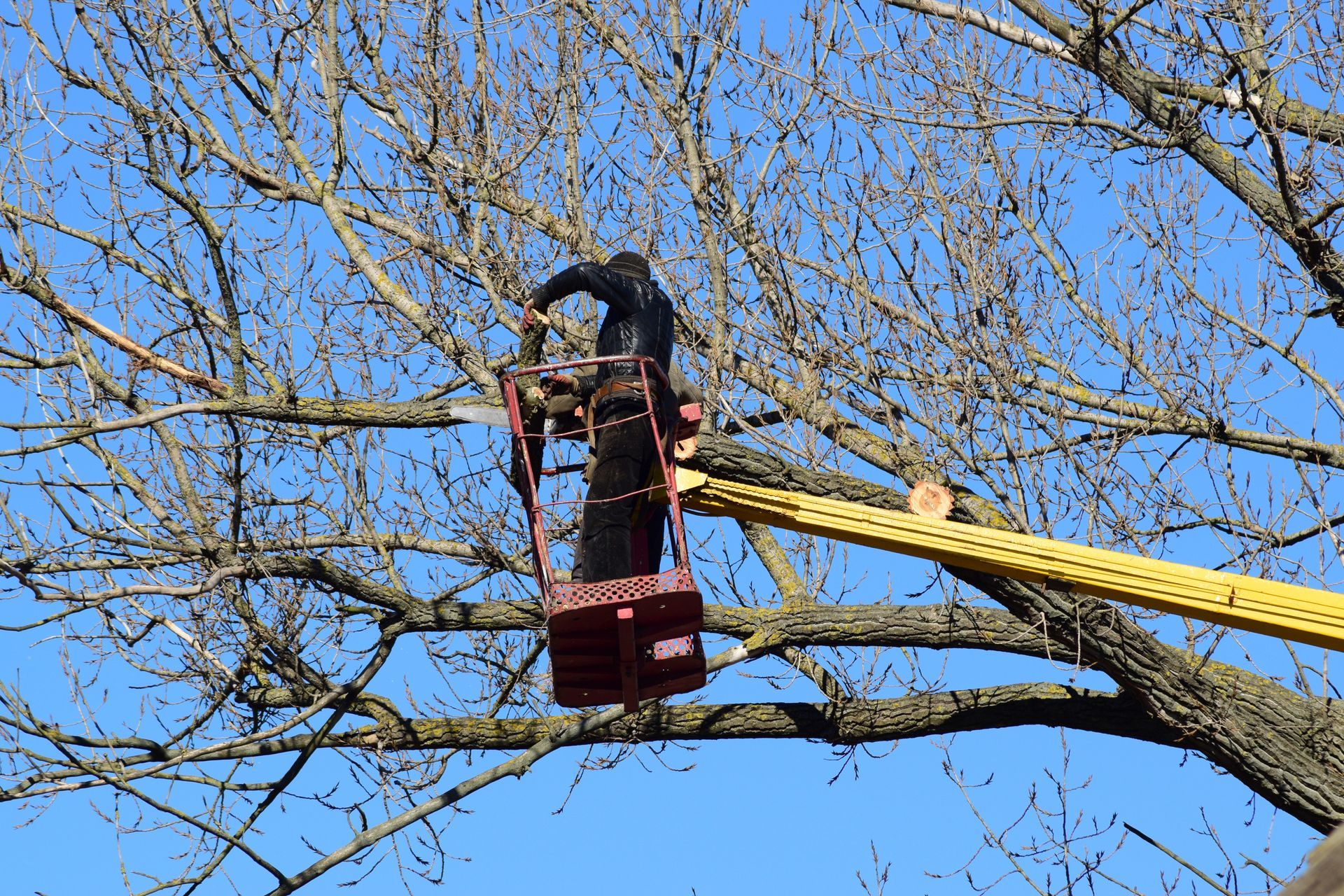 man in lift, trimming a tree