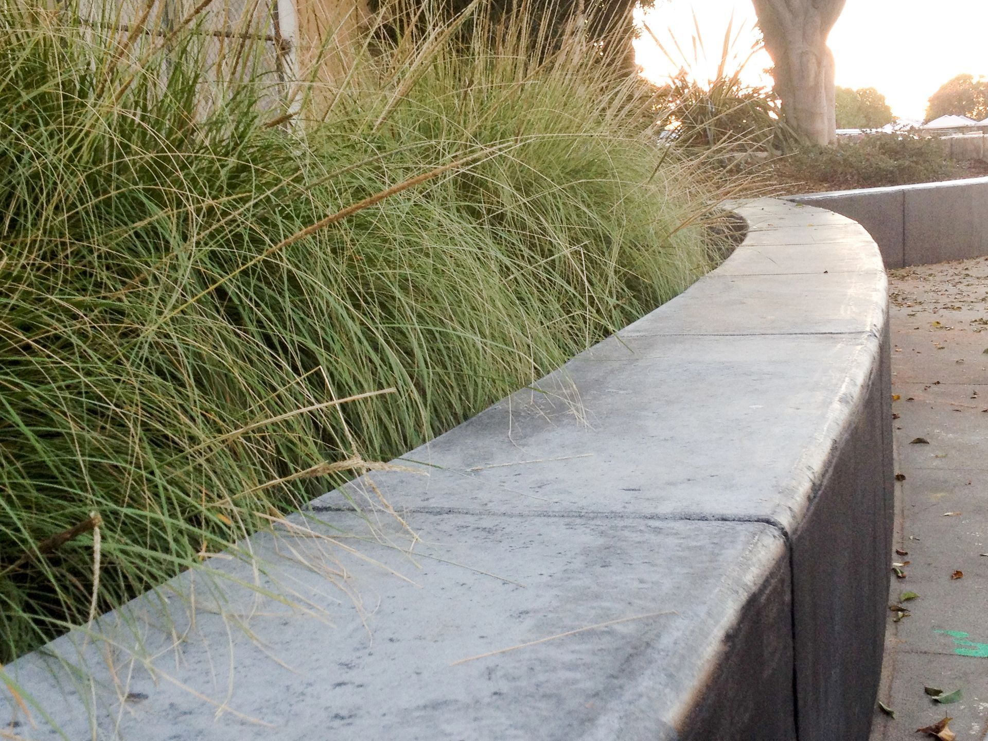 Low, curved concrete wall with tall, green ornamental grass growing behind it, outdoors.