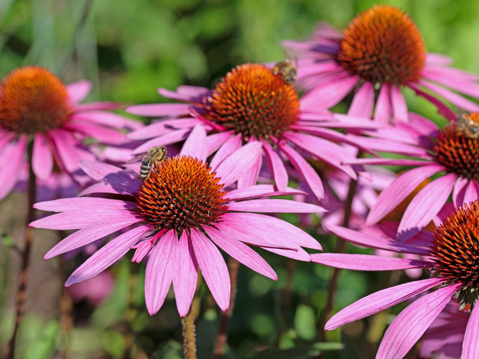 Flowering Echinacea purpurea in summer