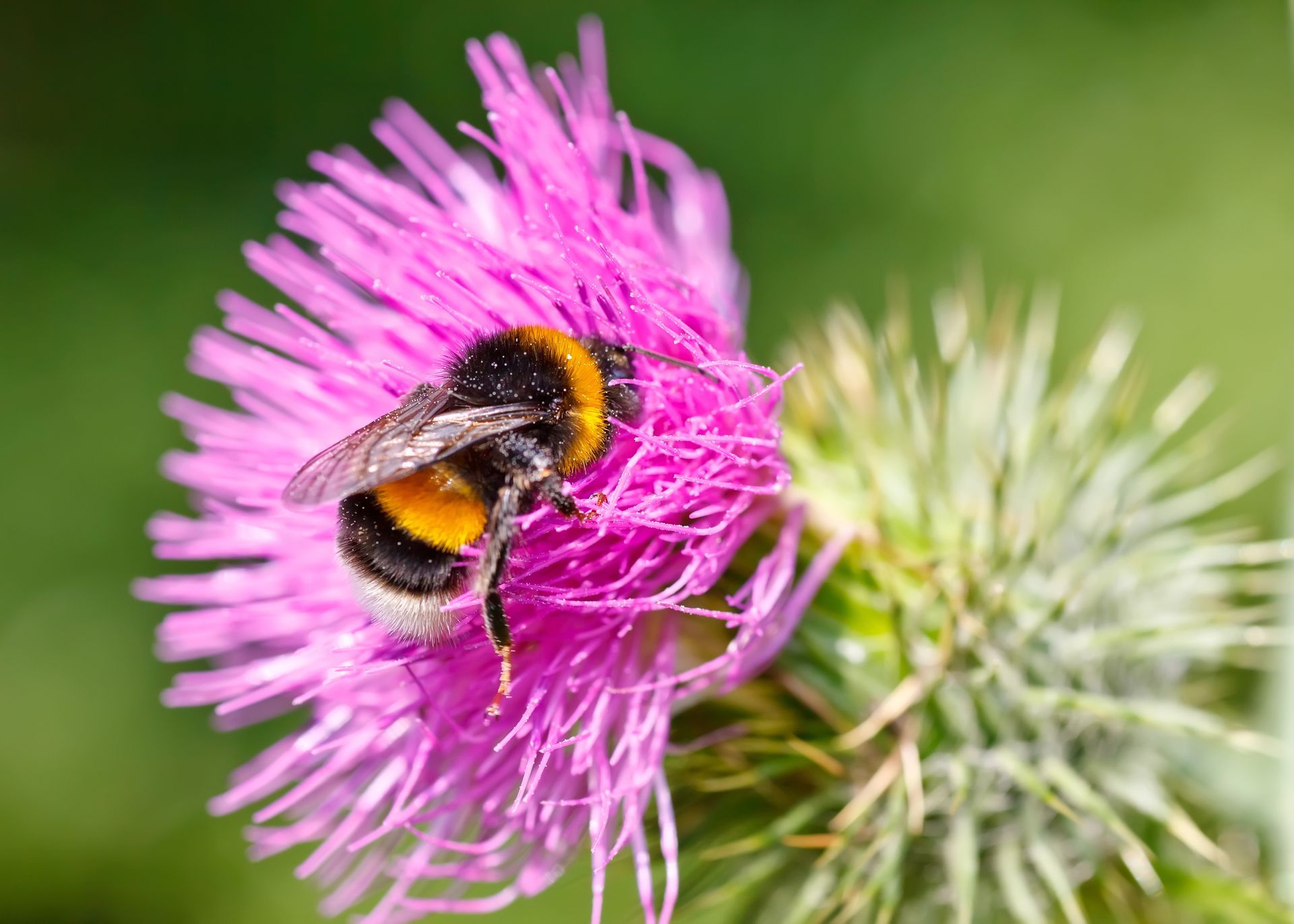 Bumblebee on a purple thistle flower, foraging for nectar.