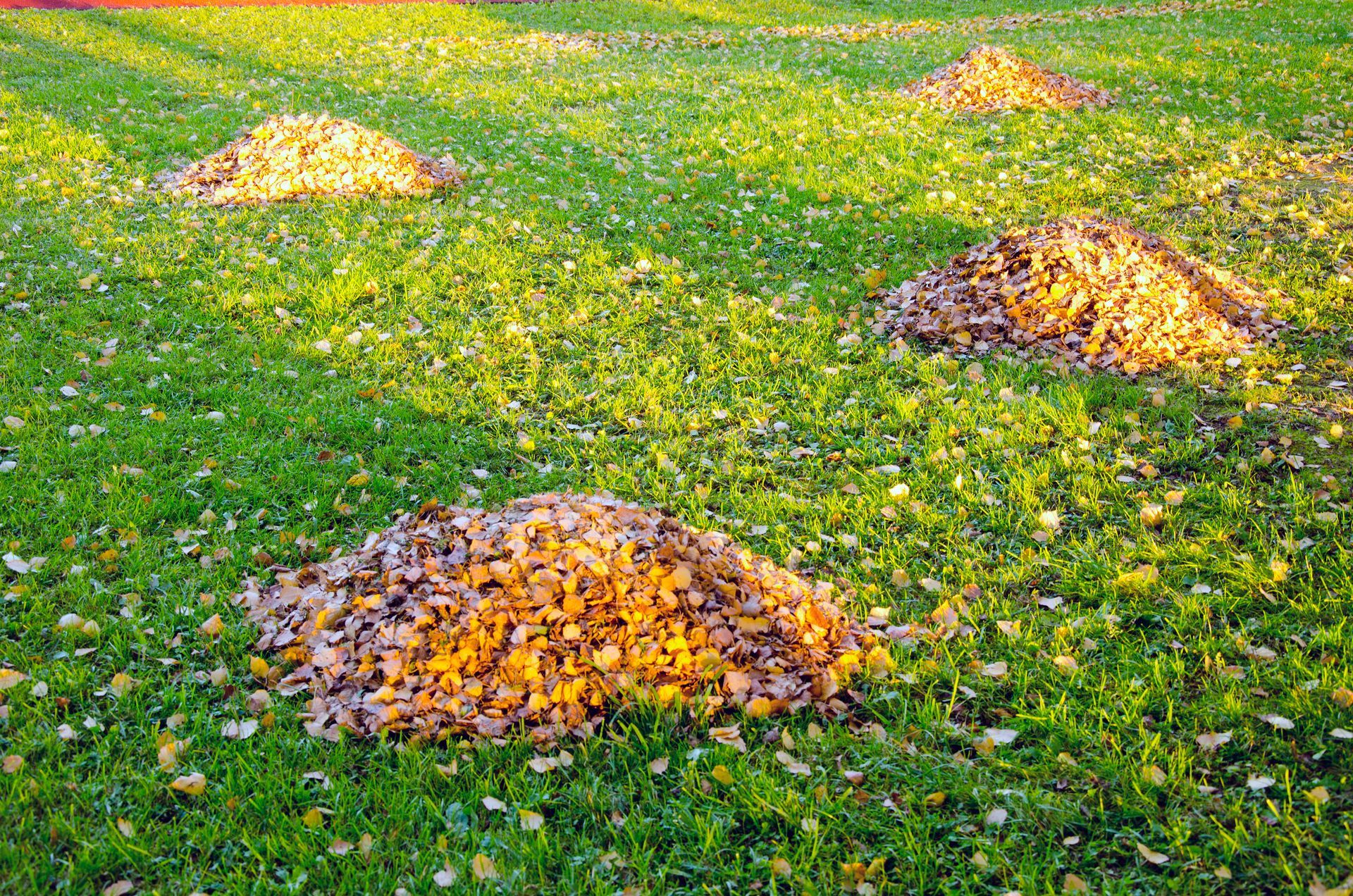 piles of leaves in a yard