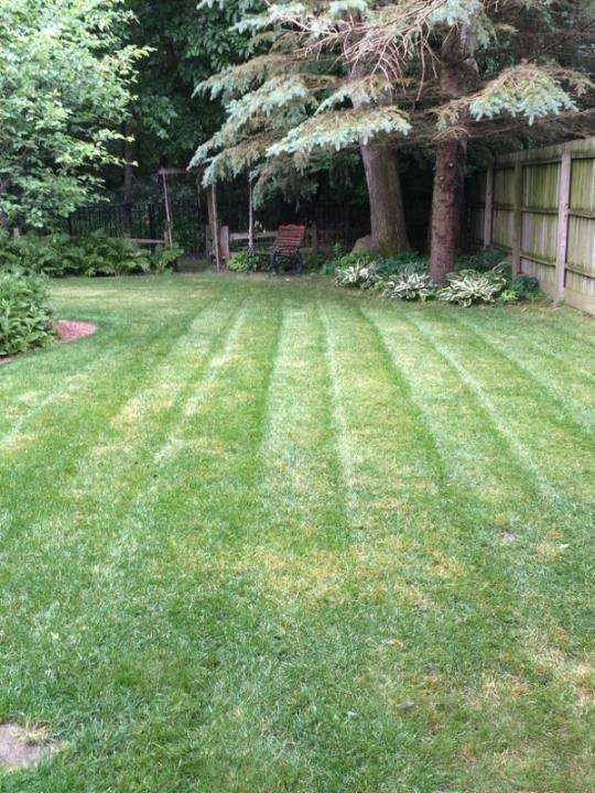 A lush green lawn with a wooden fence and trees in the background.