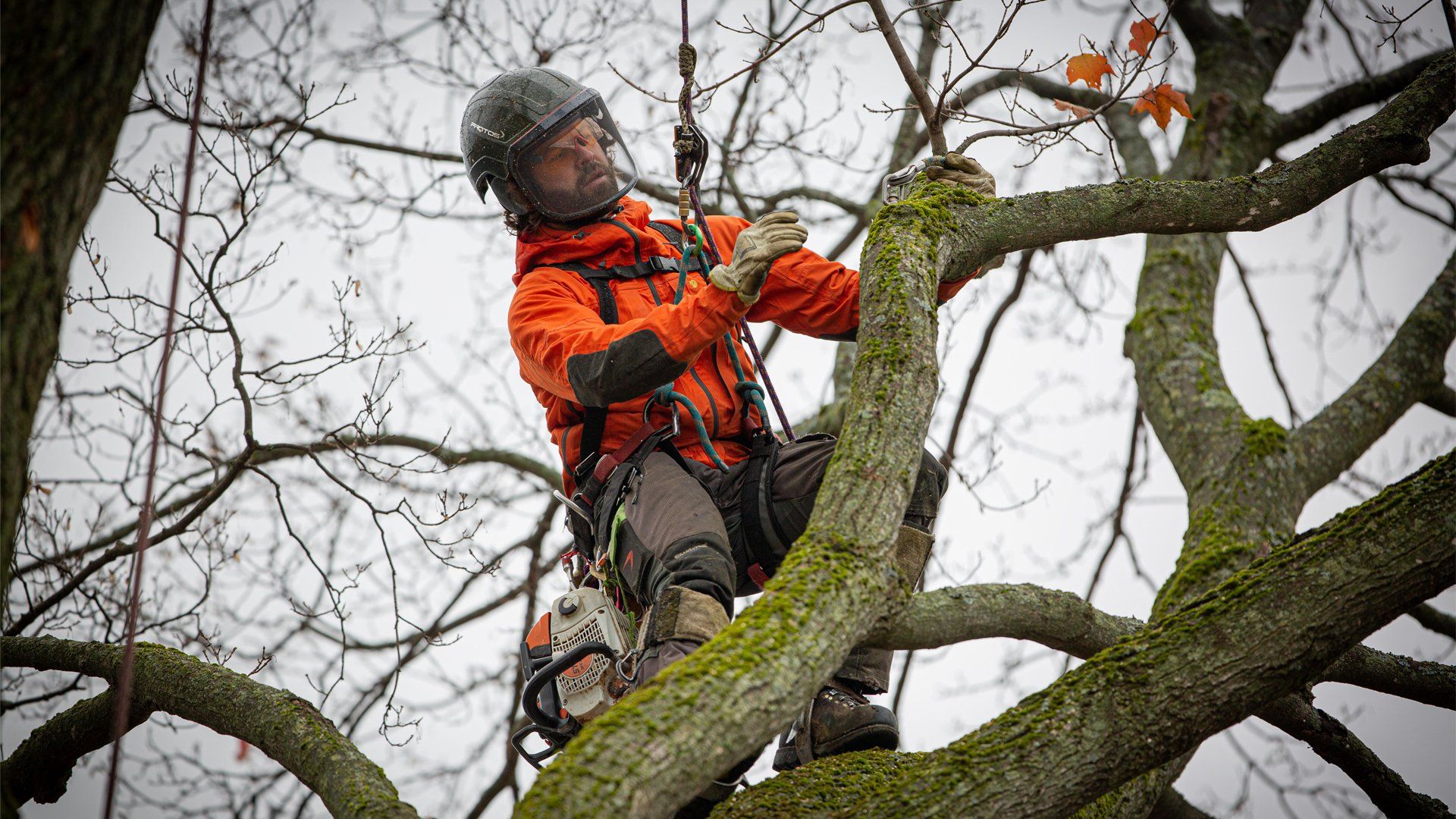 Un homme grimpe à un arbre avec une tronçonneuse.