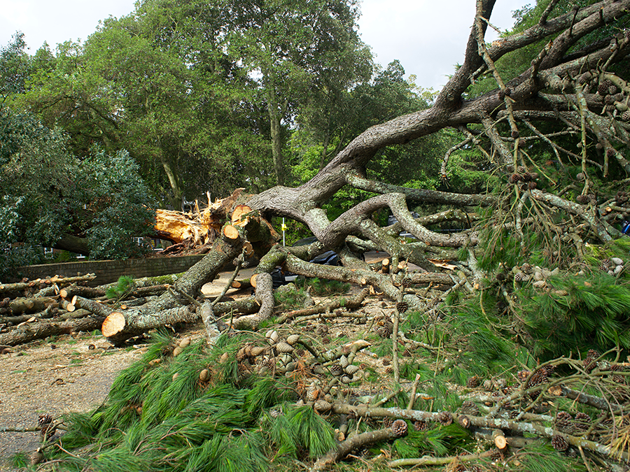 Fallen tree blocking a path, surrounded by cut branches and greenery.