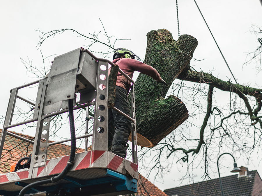 Worker in a lift platform cutting a tree branch with a chainsaw.