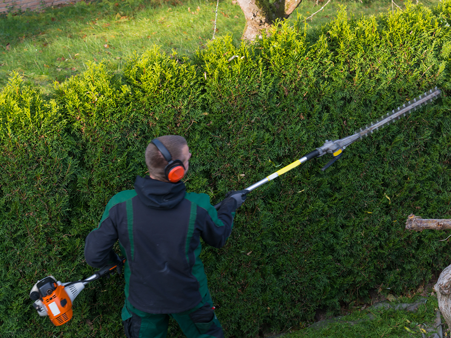 Person trimming a green hedge with a long-reach hedge trimmer, wearing safety earmuffs.