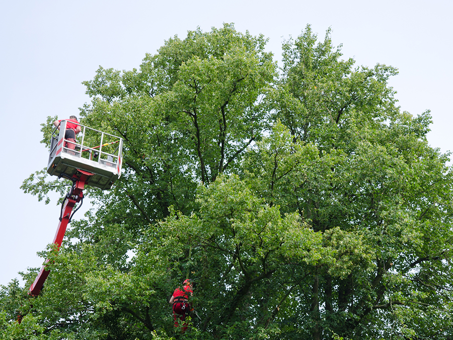Tree workers in a cherry picker trimming a large tree, bright sky in the background.