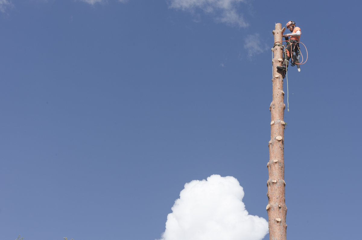 Arborist atop tall tree, cutting branches with clear blue sky backdrop.