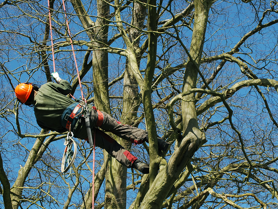 Arborist in orange helmet and safety gear, climbing a tree.