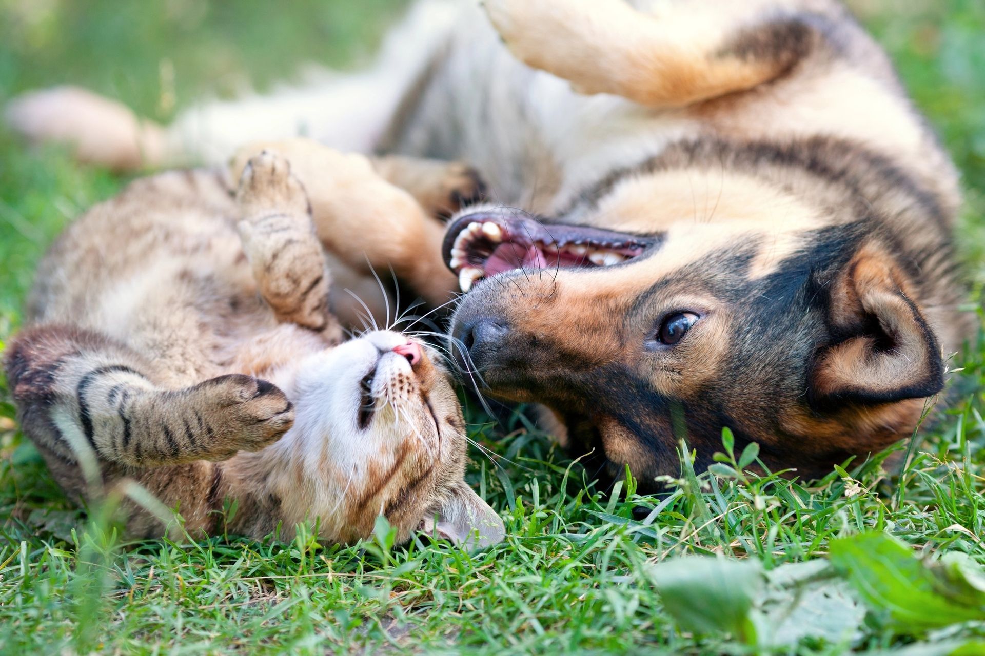 A dog and a cat are playing in the grass.