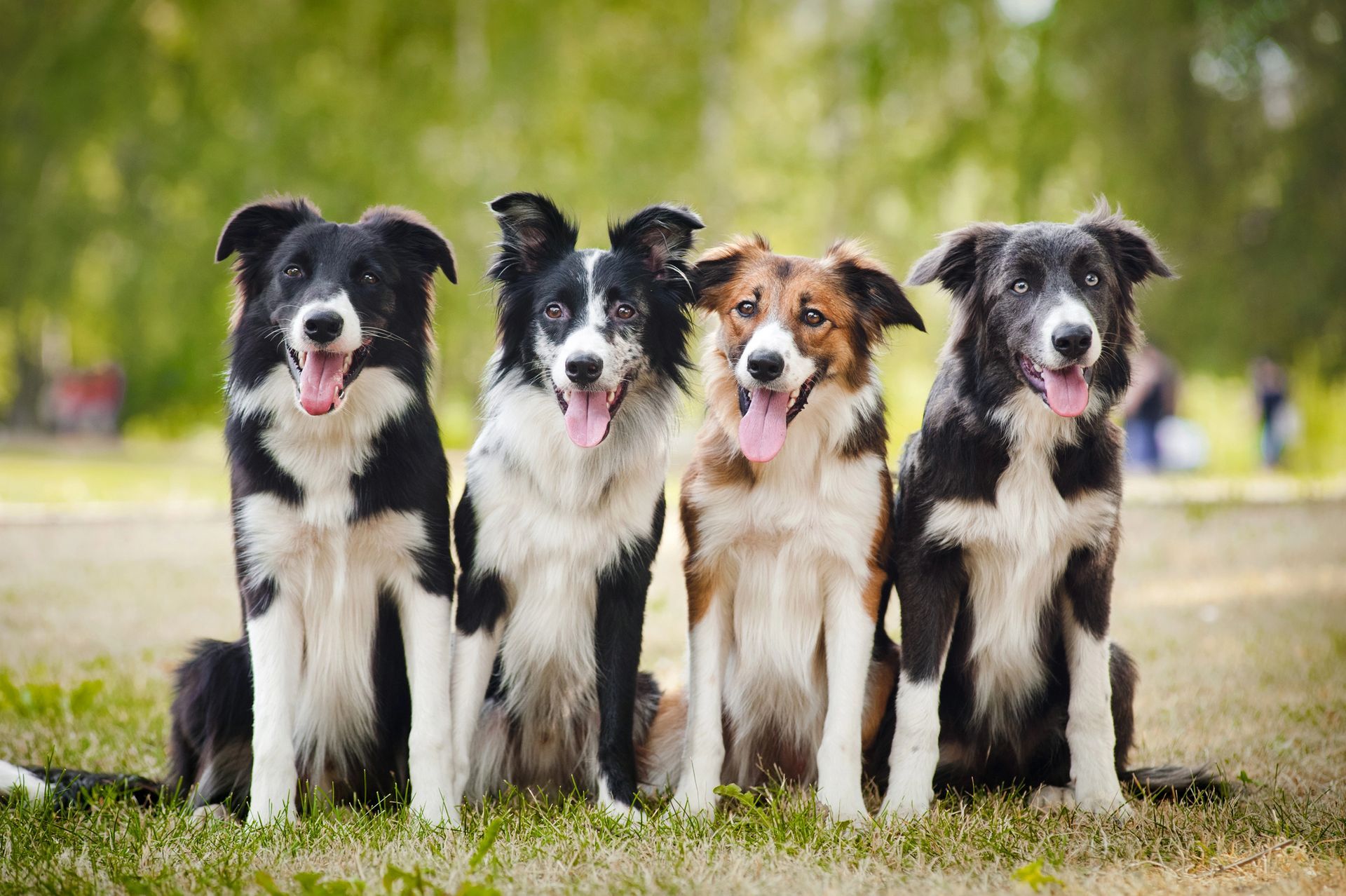 Four border collies are sitting next to each other in the grass.