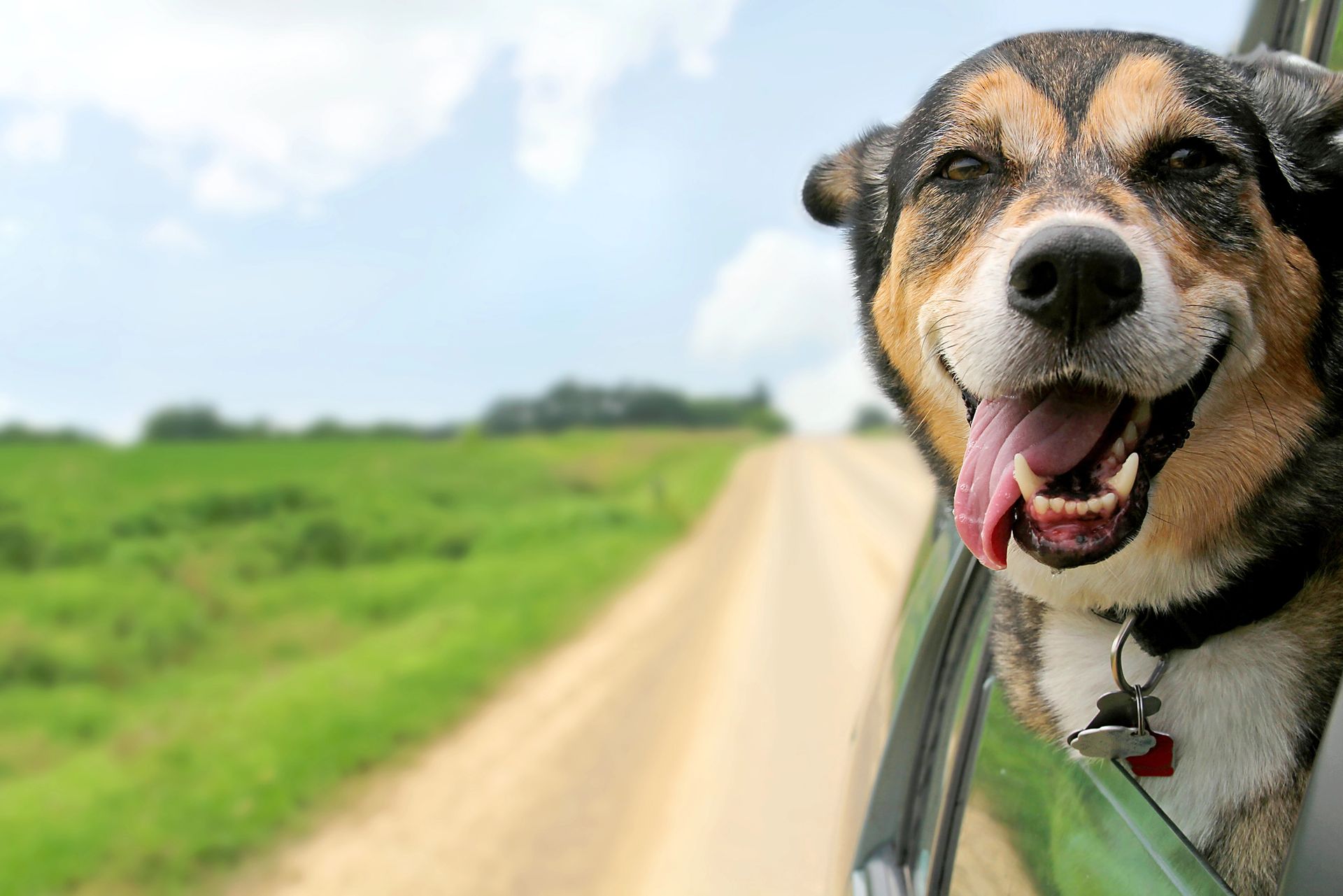 A dog is sticking its head out of a car window.