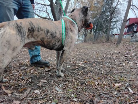 A dog wearing a green harness is standing next to a person.