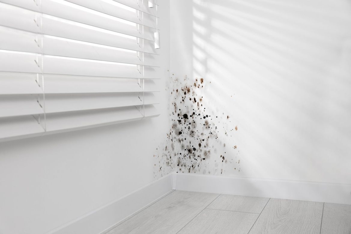 A white room with black mold on the wall and blinds.