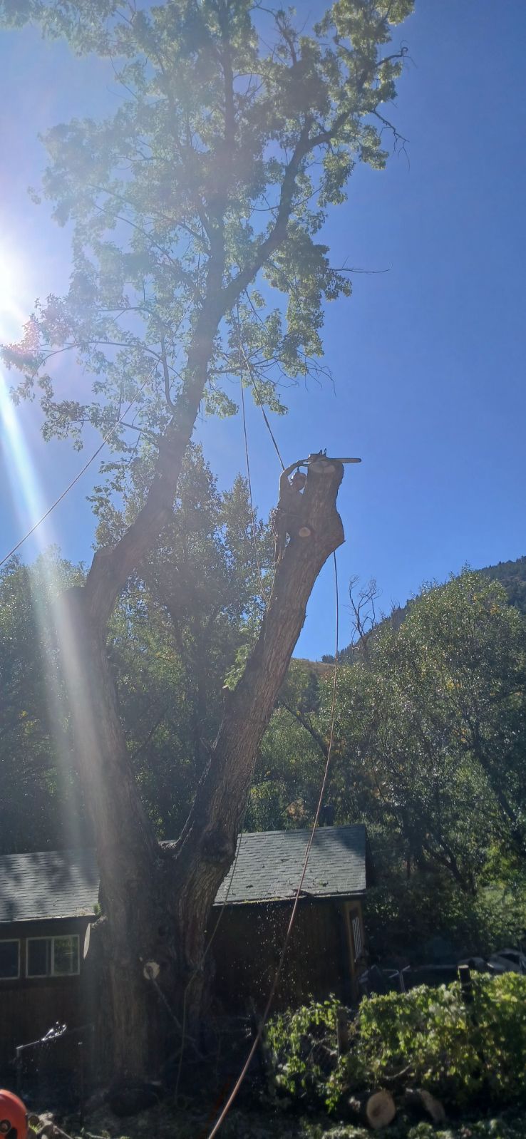 Emergency Tree Removal Services