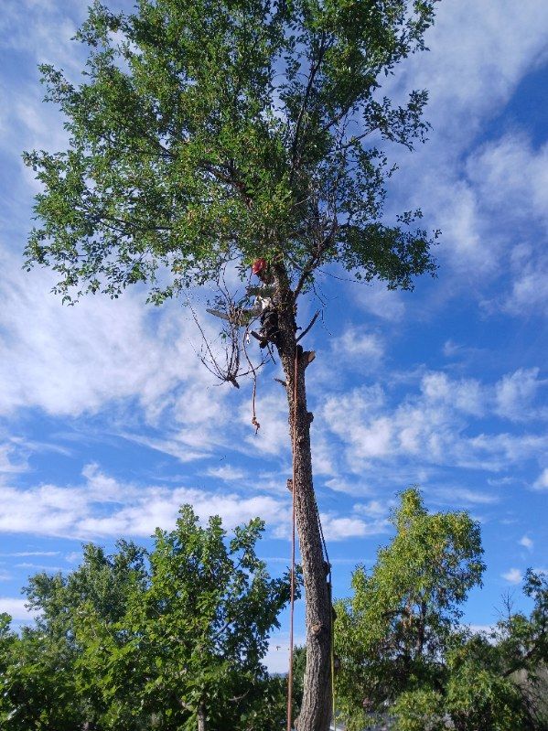 Tree Pruning Services