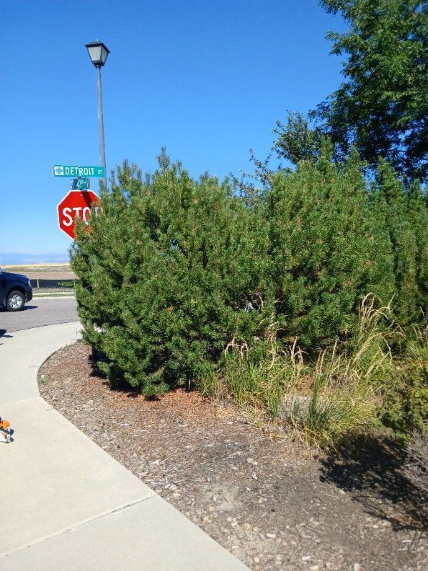 Brush Chipping Services