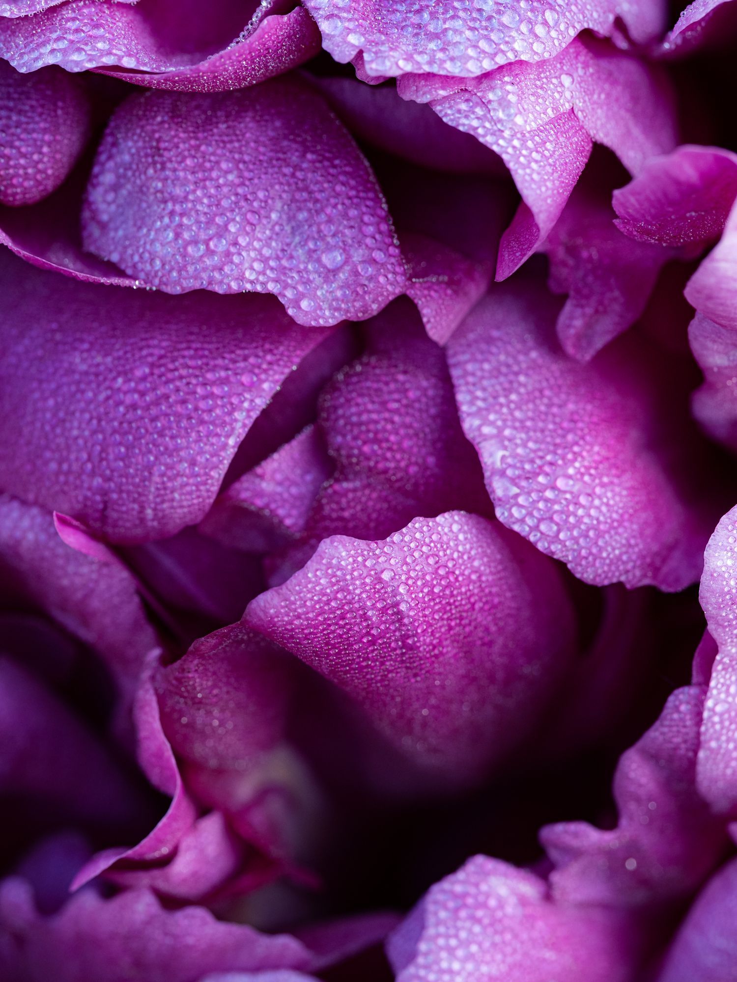 A bunch of white flowers are growing in a field with a pink background.