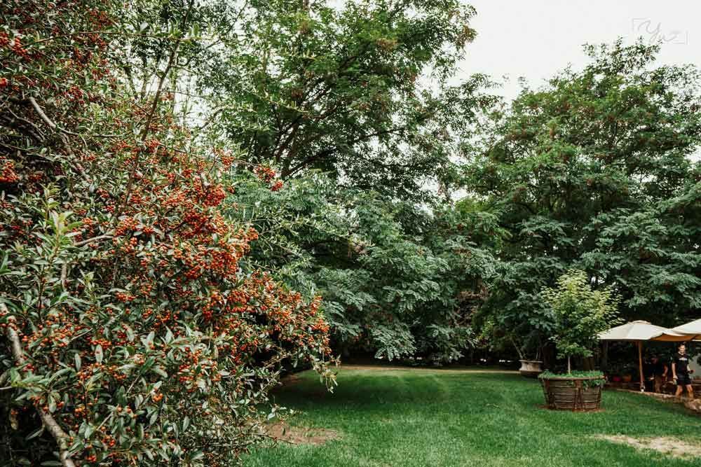 A Large Lush Green Field With Trees And Umbrellas — Clear and Clean Water Tank Cleaning Services in Murrurundi, NSW