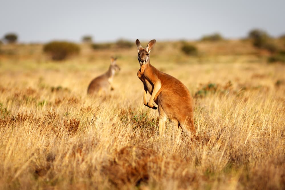 Red Kangaroo — Shade Fresh in Cessnock, NSW
