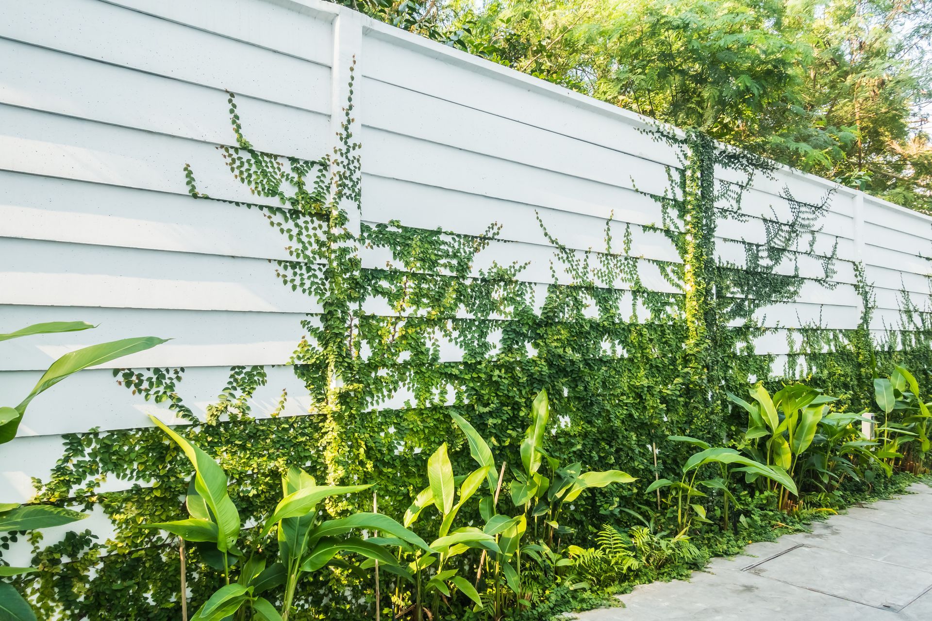 A white fence with green plants growing on it