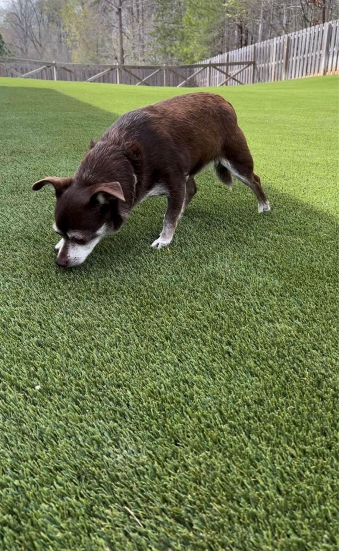 A brown dog is sniffing the grass in a yard.