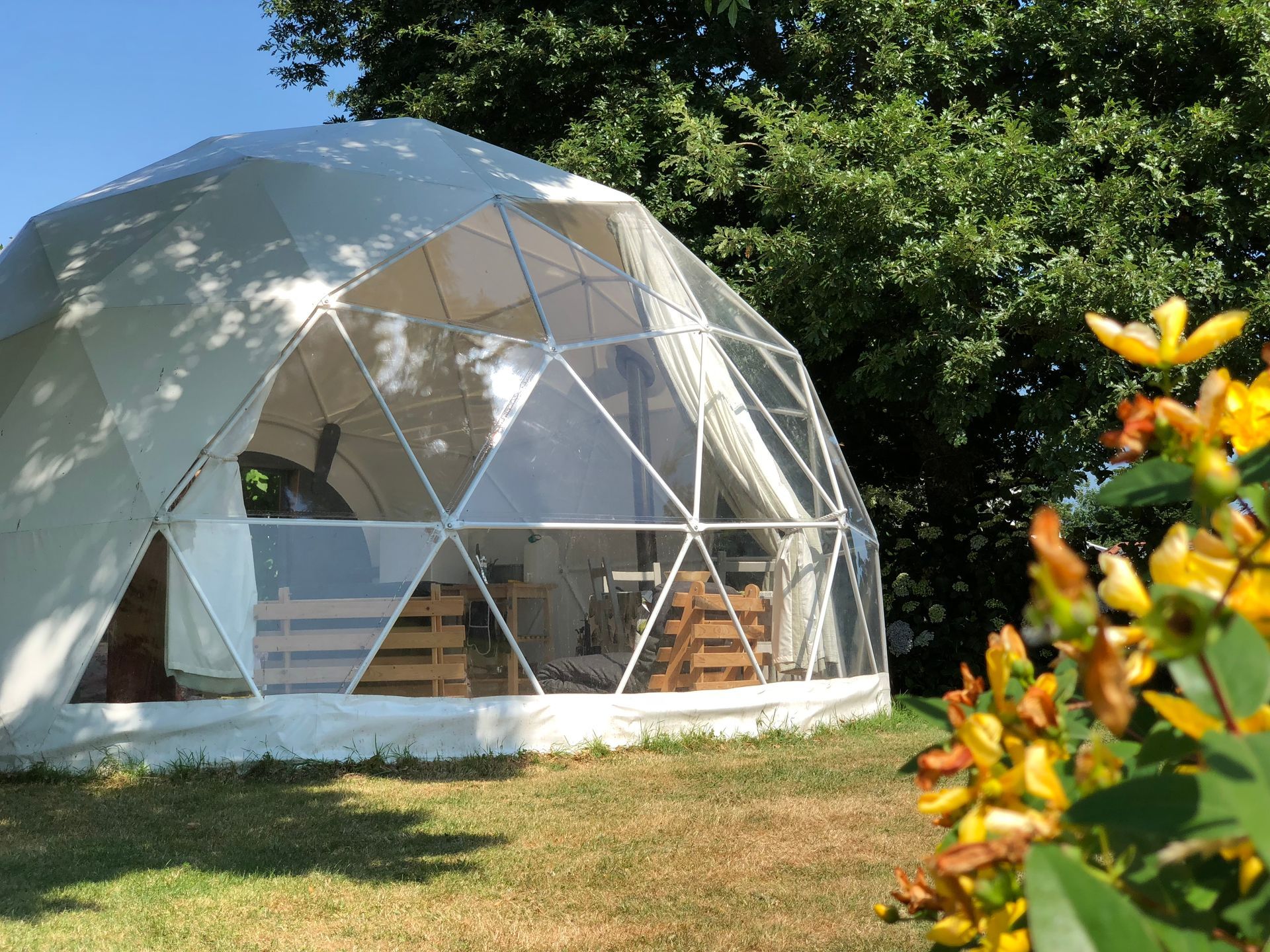A white, geodesic dome tent with a clear front panel sits on a grassy lawn near trees, with yellow flowers in the foreground.