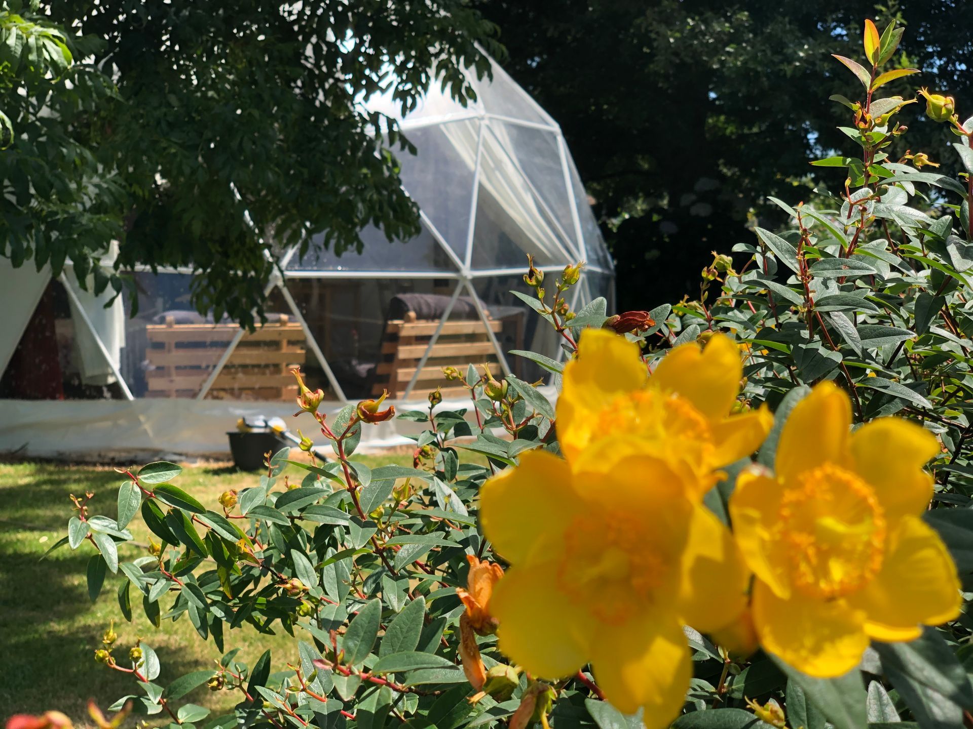 Bright yellow flowers in the foreground with a geodesic dome structure in a lush, sunny garden background.