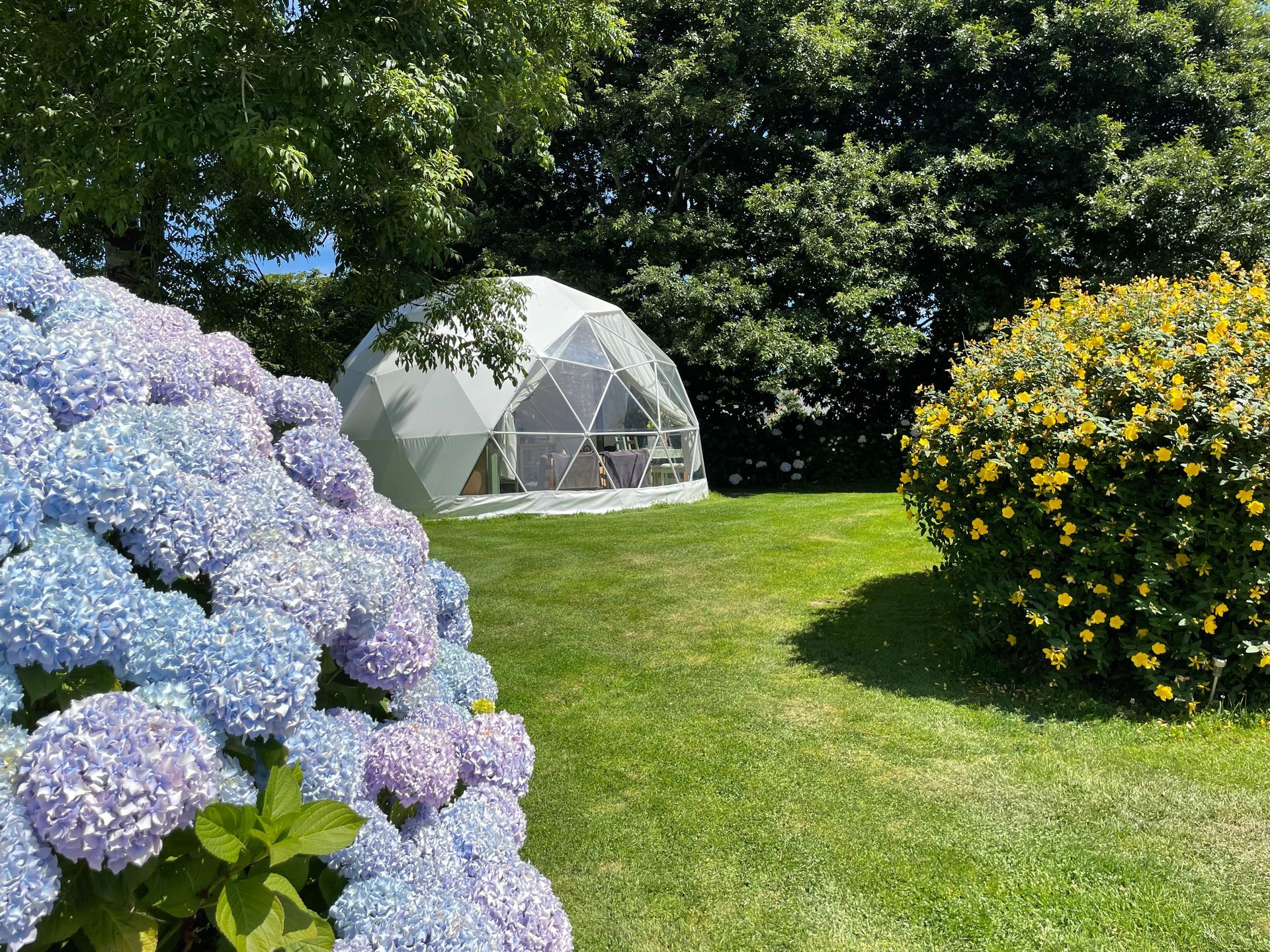 A white geodesic dome tent sits on a green lawn between a large blue hydrangea bush and a yellow flowering shrub.