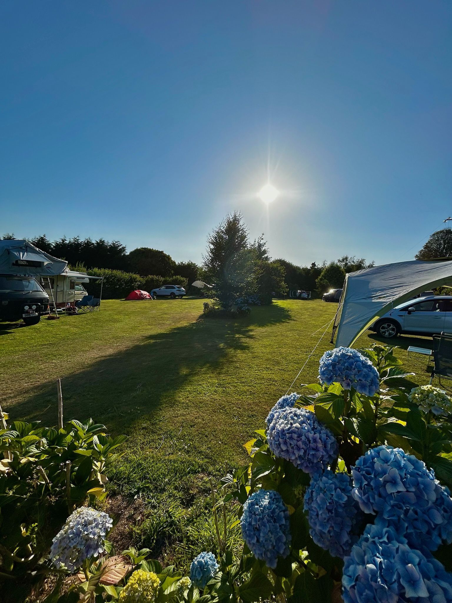 Blue hydrangea flowers in the foreground of a grassy field with parked caravans under a bright, sunny sky.