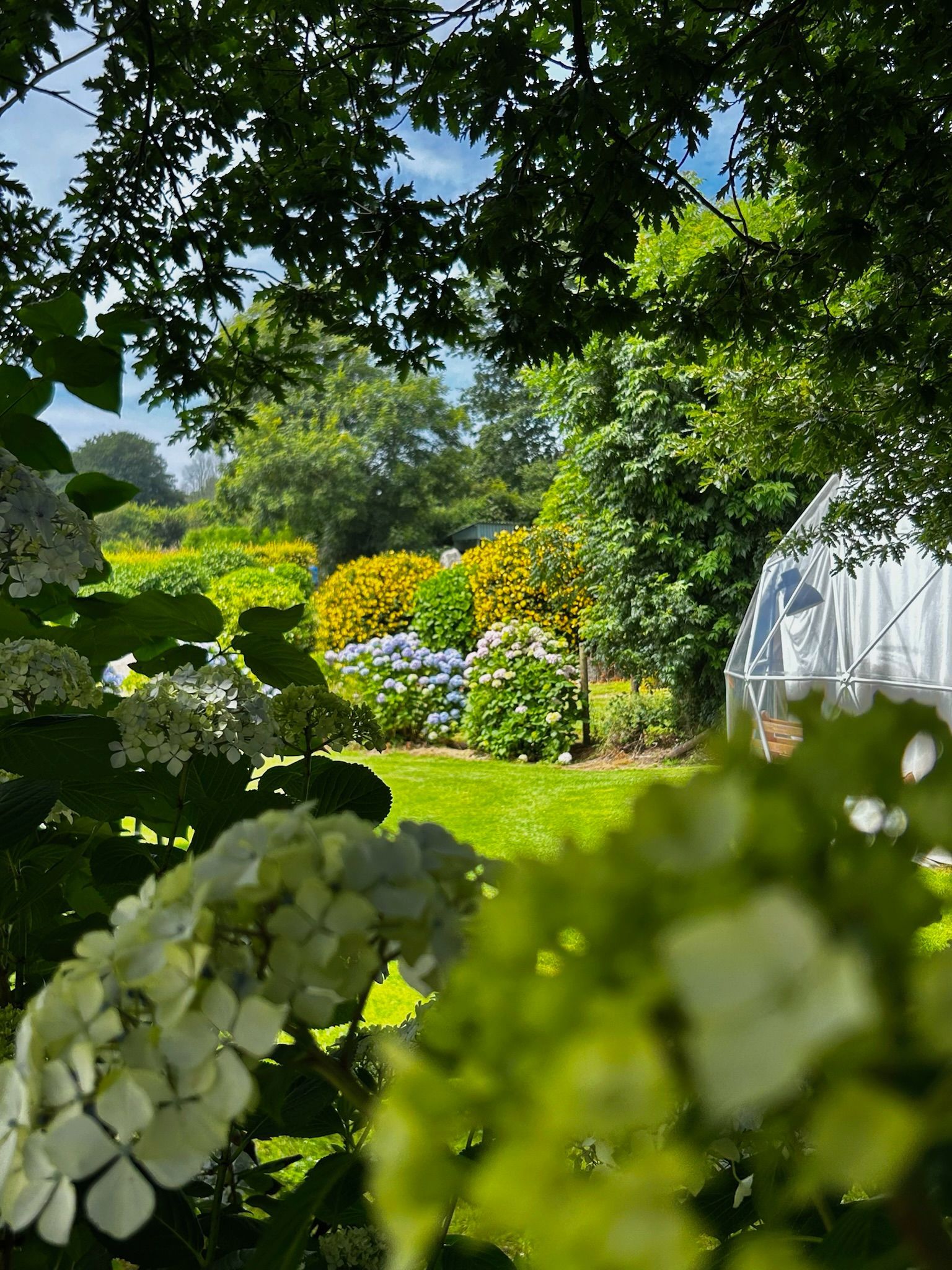 A sunlit garden with white hydrangeas in the foreground, vibrant yellow and blue flowers, and a greenhouse in the back.