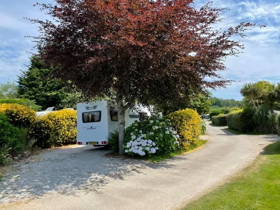 A white caravan parked on a gravel site beneath a large copper beech tree, surrounded by bushes and a winding lane.