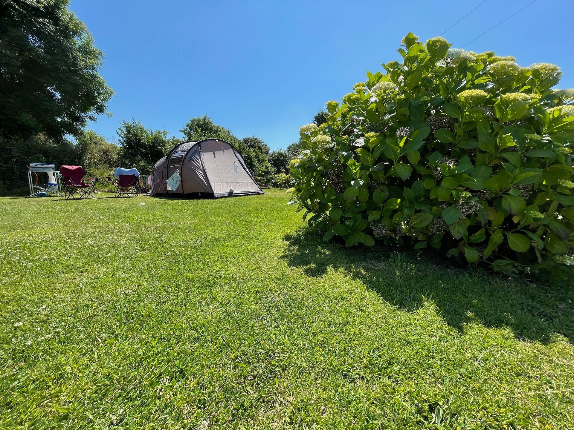 A grassy meadow with a large green shrub in the foreground and a camping tent in the distance under a bright blue sky.