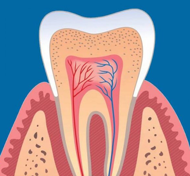 Tooth Health Graphic | Periodontist | Gum Disease Therapy in Houston TX 77042