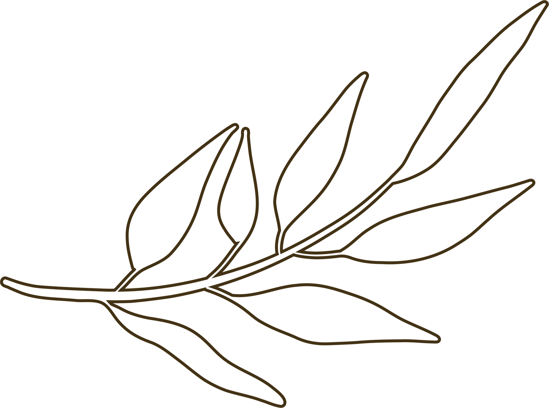 Brown leaf outline