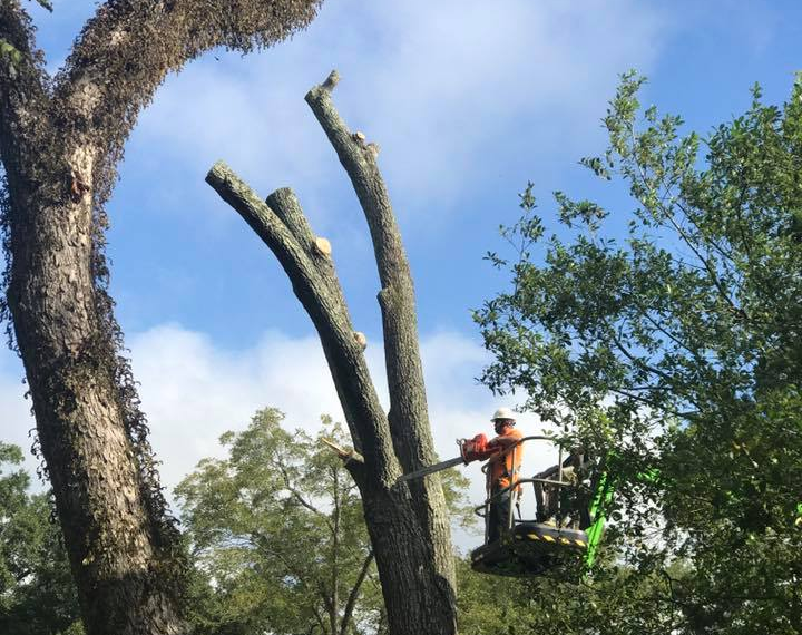 Tree Removal in LaGrange, GA