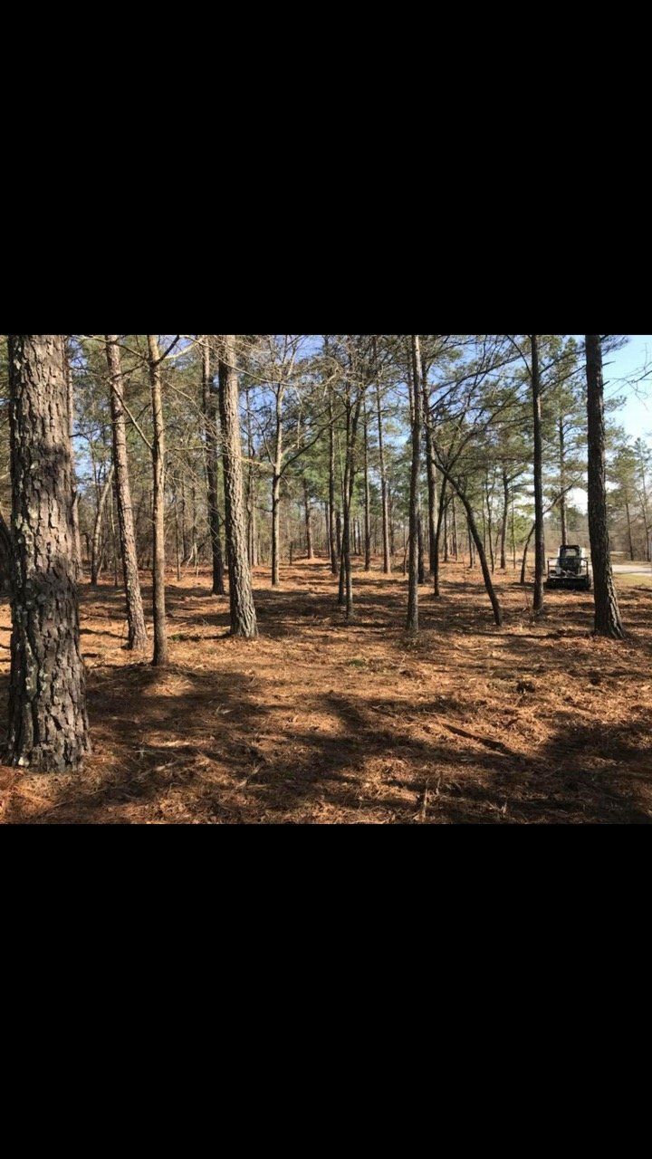 Forest clearing with tall trees, brown pine needles on the ground, and a clear blue sky.