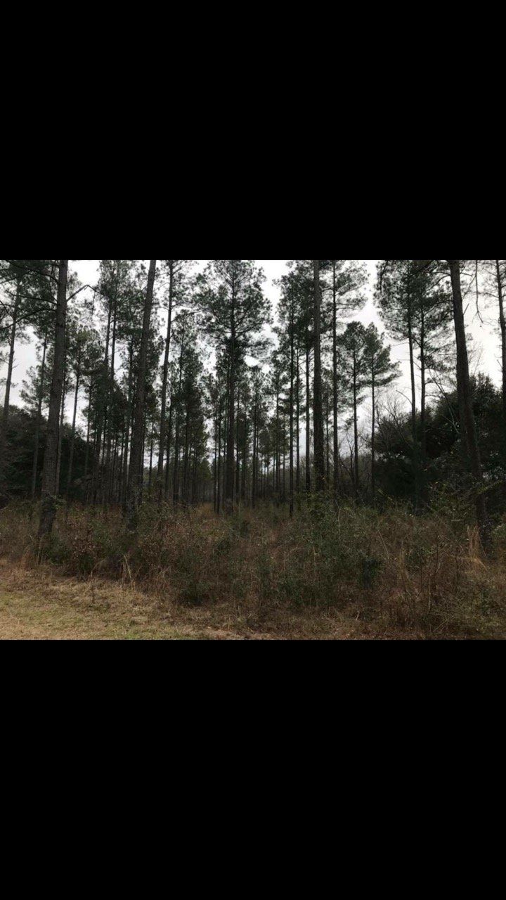 Tall pine trees in a forest with brown undergrowth and a cloudy sky.