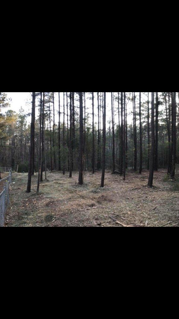Tall, thin pine trees in a forest. Ground covered in dead leaves and needles.